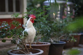 chicken, white, chicken house